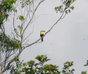 If you squint a little and tilt your head you can identify a toucan in this tree. The camera was on super extreme maximum zoom..!